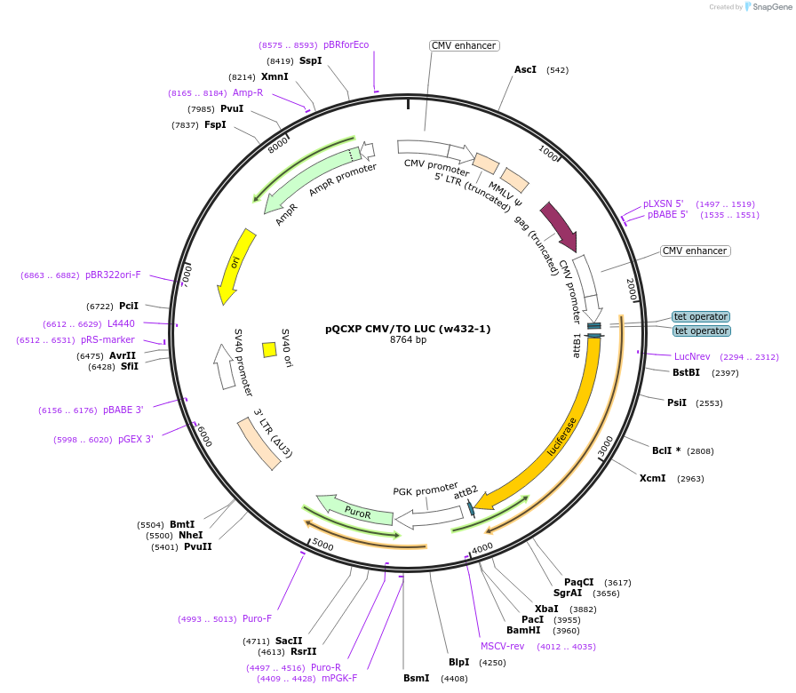 17476-plasmid-map-sequence-id-8641
