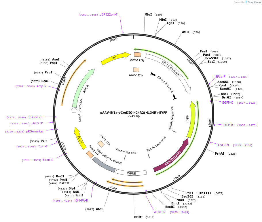 55643-plasmid-map-sequence-id-86436