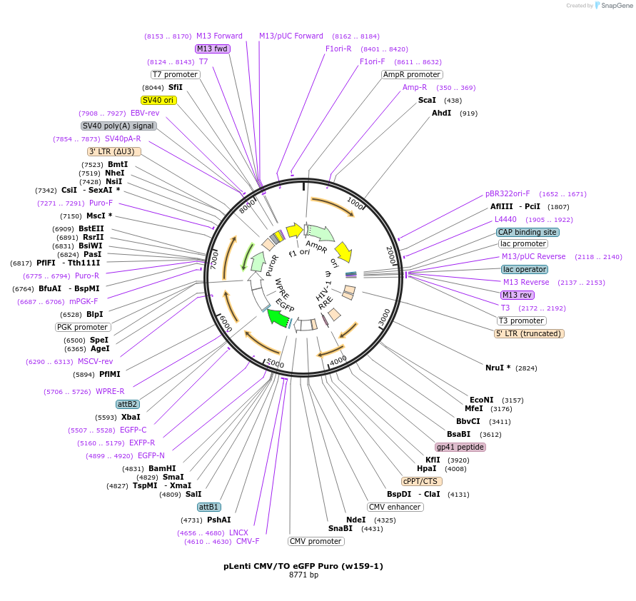 17481-plasmid-map-sequence-id-8646