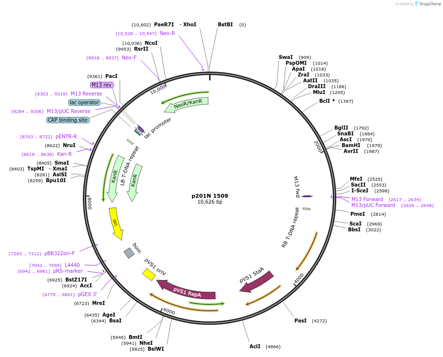 55768-plasmid-map-sequence-id-86503