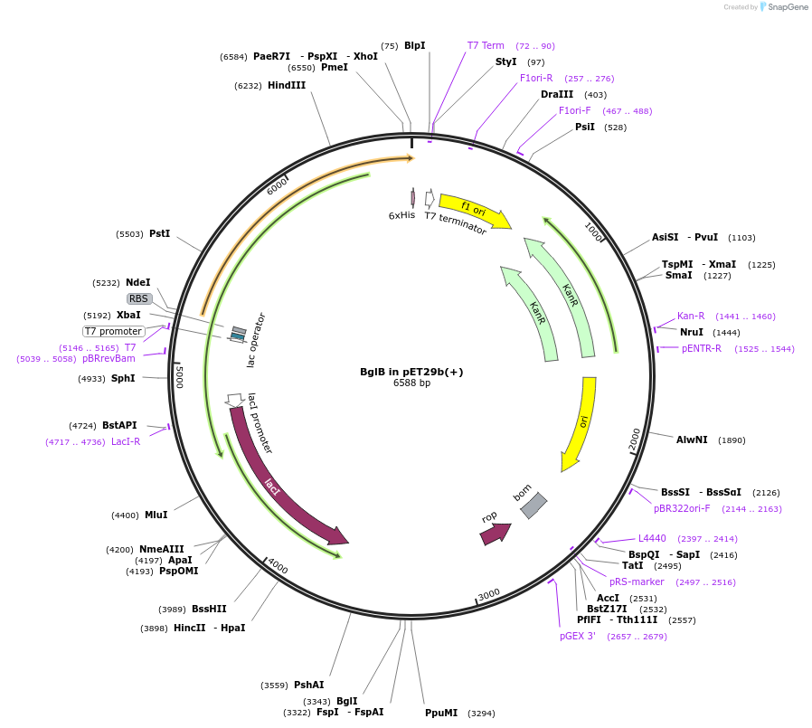 55773-plasmid-map-sequence-id-86504