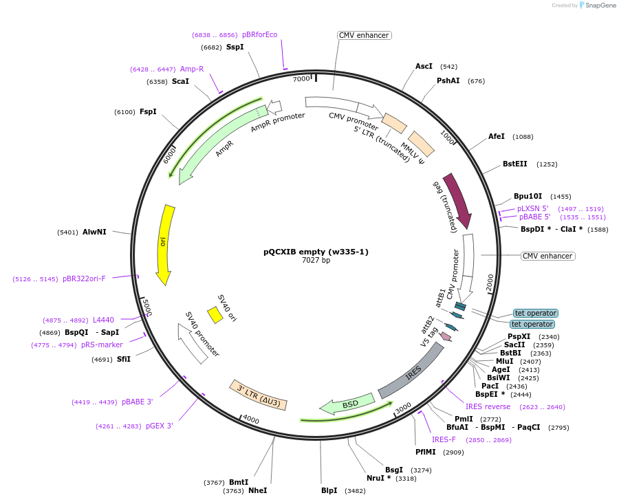 17487-plasmid-map-sequence-id-8652