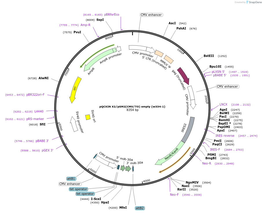 17488-plasmid-map-sequence-id-8653