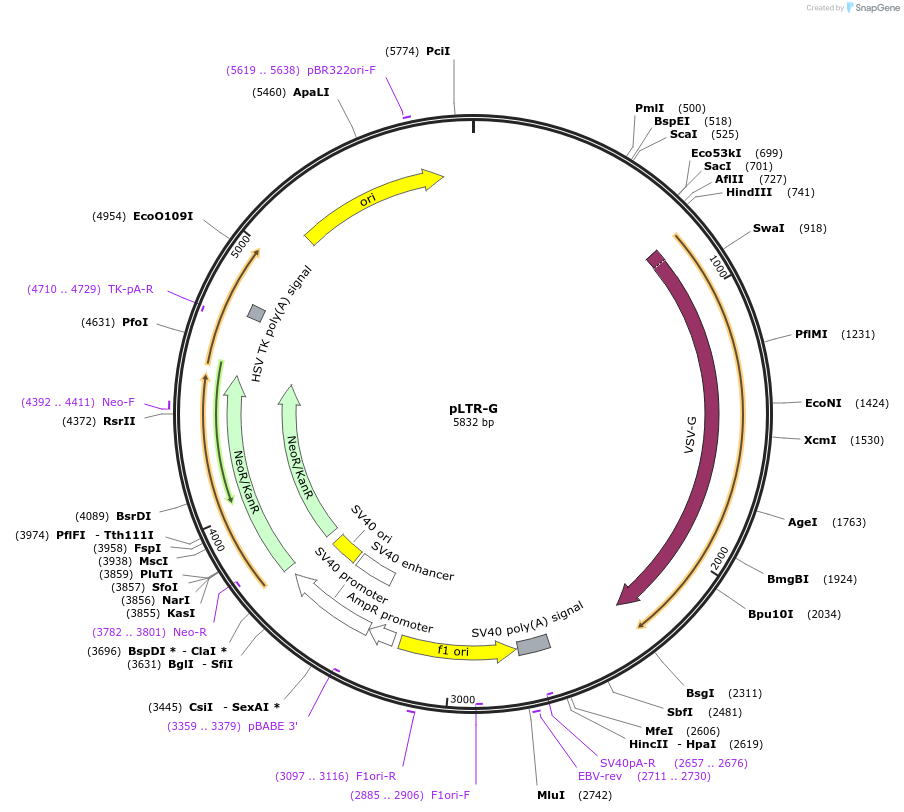 17532-plasmid-map-sequence-id-8667