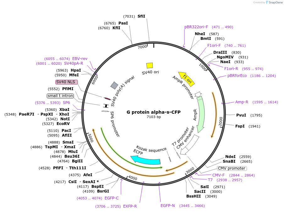 55793-plasmid-map-sequence-id-86730