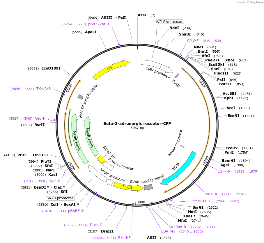 55794-plasmid-map-sequence-id-86731