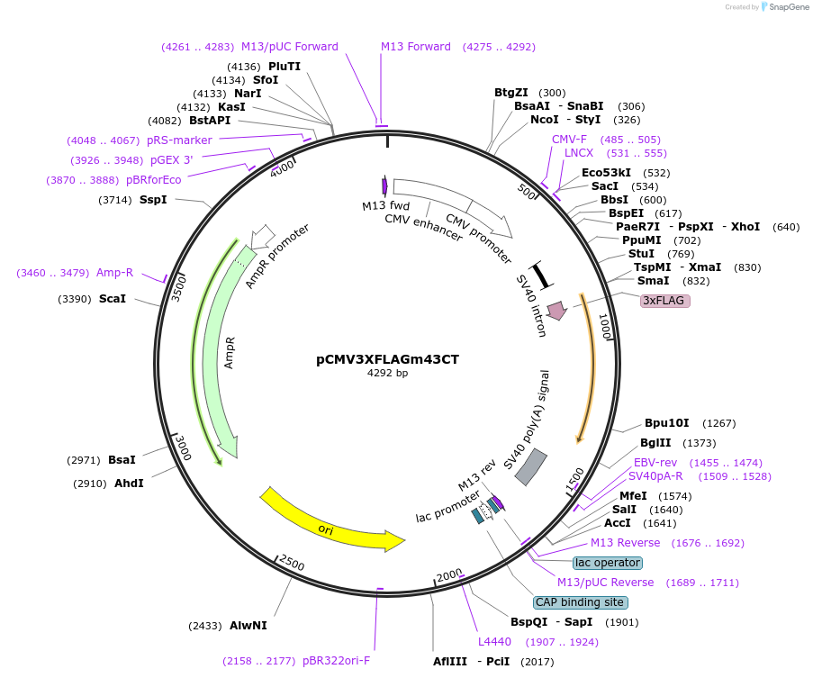 17664-plasmid-map-sequence-id-8702