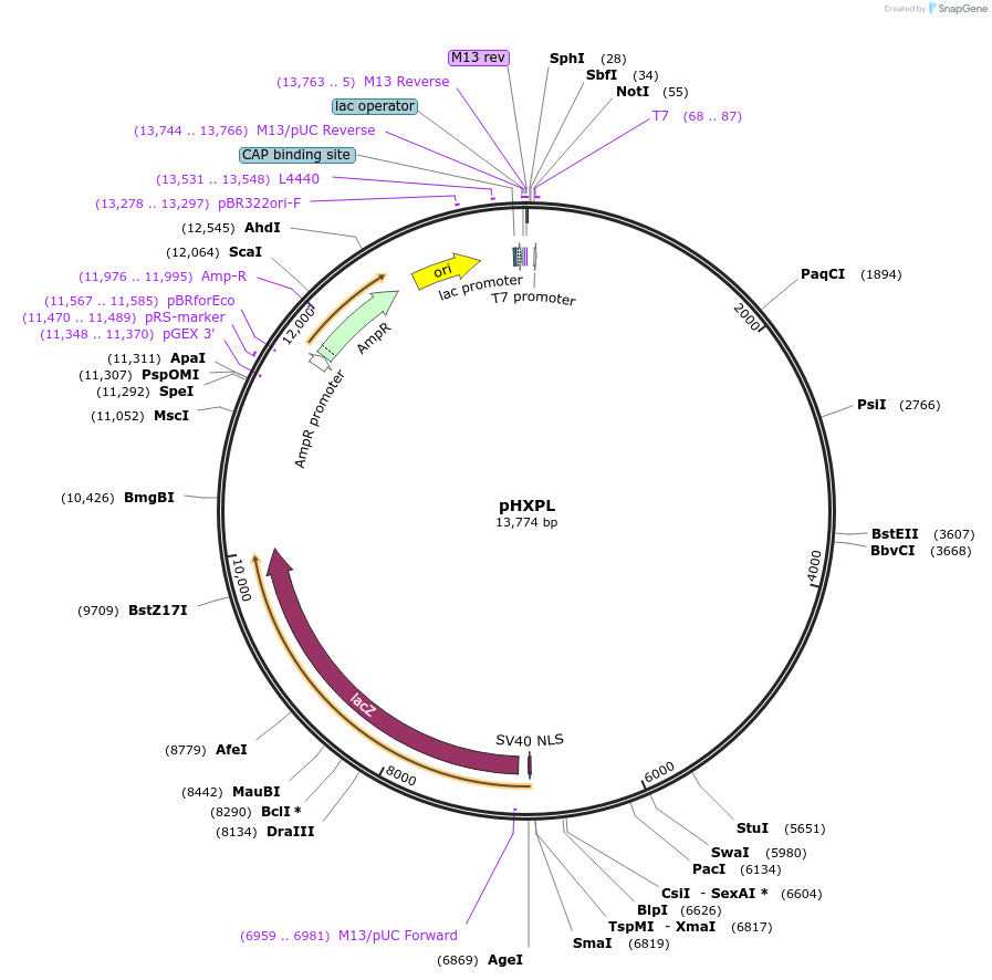 17667-plasmid-map-sequence-id-8703