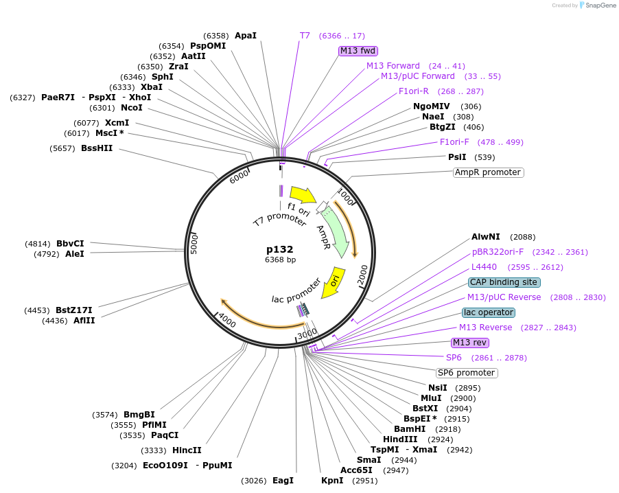 17668-plasmid-map-sequence-id-8704