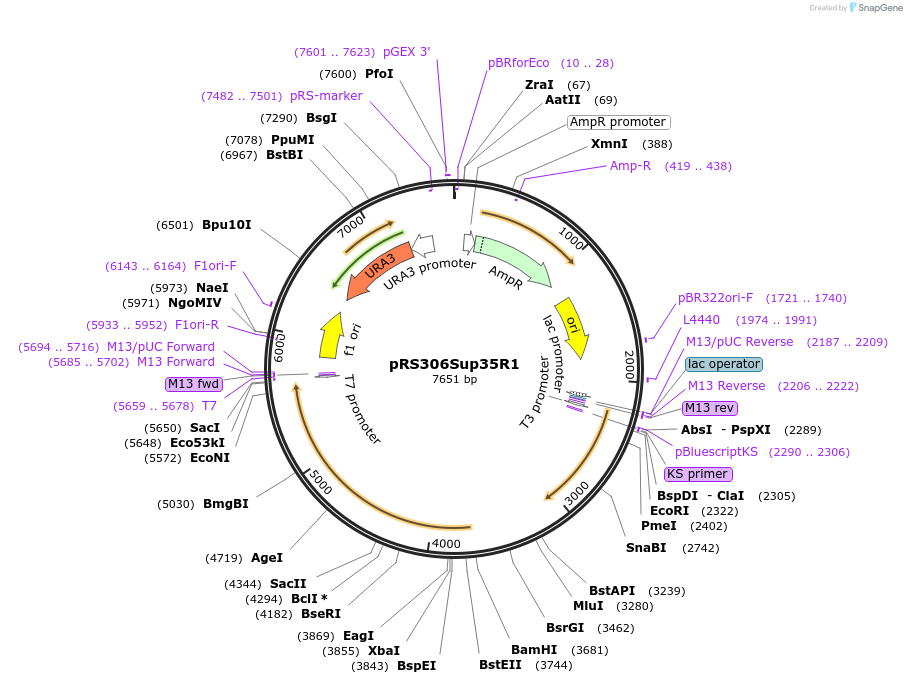 17715-plasmid-map-sequence-id-8706