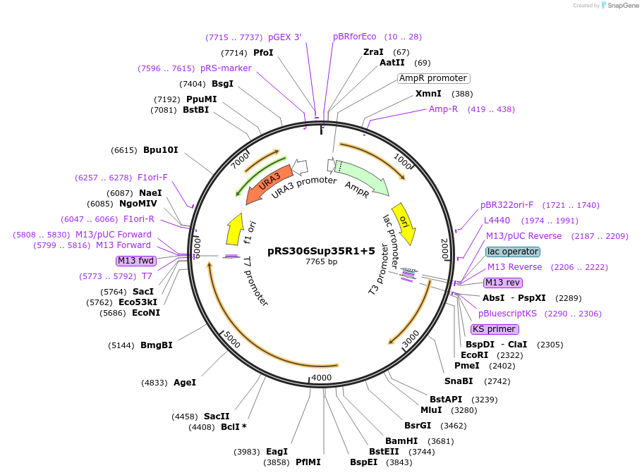 17718-plasmid-map-sequence-id-8709