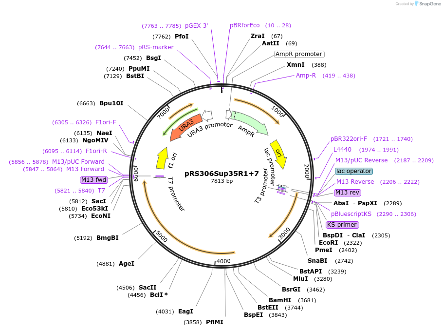 17720-plasmid-map-sequence-id-8711