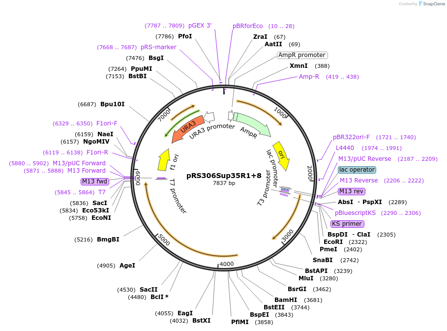 17721-plasmid-map-sequence-id-8712