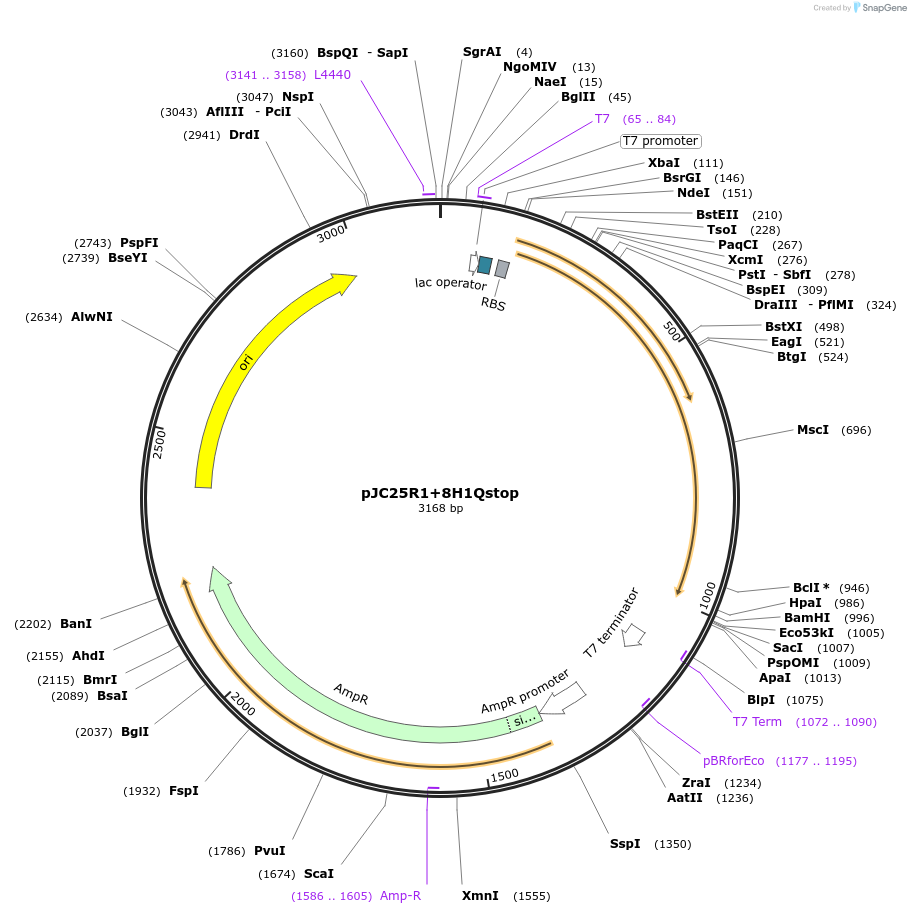 17725-plasmid-map-sequence-id-8716