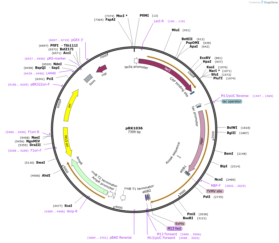 17728-plasmid-map-sequence-id-8718