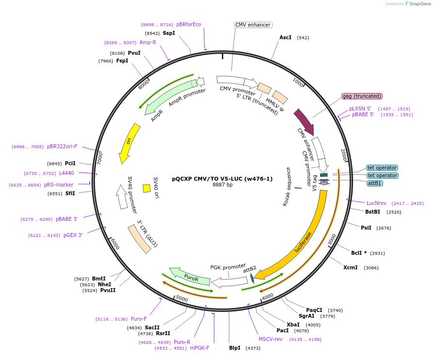 17740-plasmid-map-sequence-id-8721