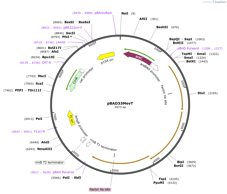 17814-plasmid-map-sequence-id-8737