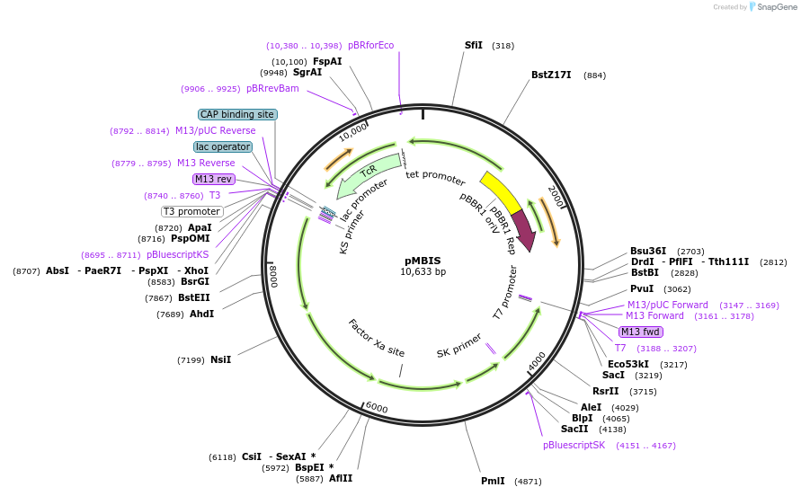 17817-plasmid-map-sequence-id-8739