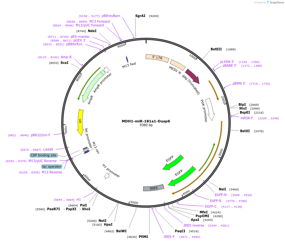 17849-plasmid-map-sequence-id-8746