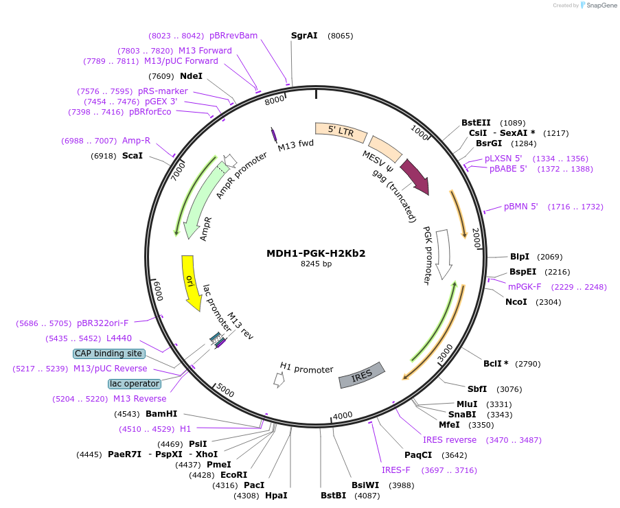 17852-plasmid-map-sequence-id-8749