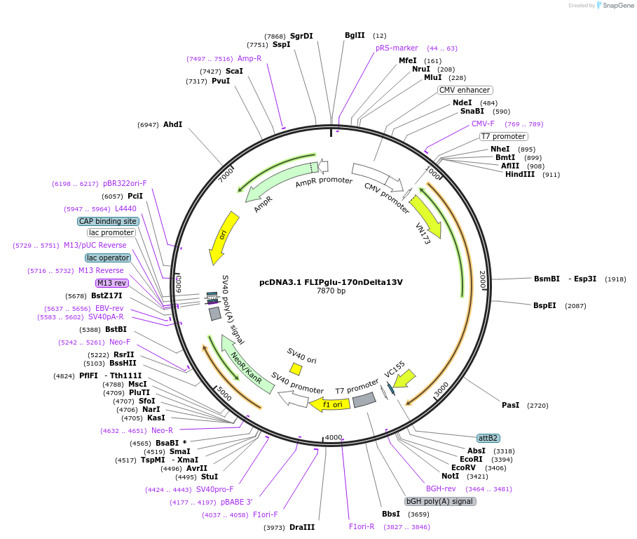 18018-plasmid-map-sequence-id-8774