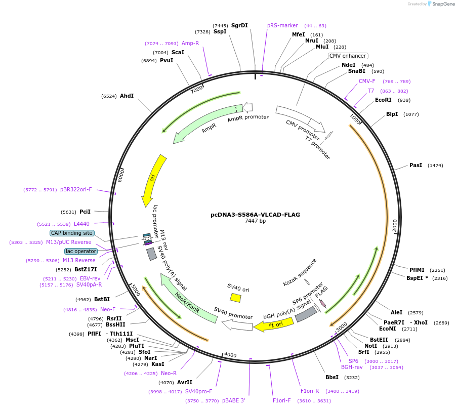 55824-plasmid-map-sequence-id-87749