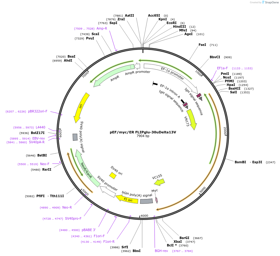 18021-plasmid-map-sequence-id-8777