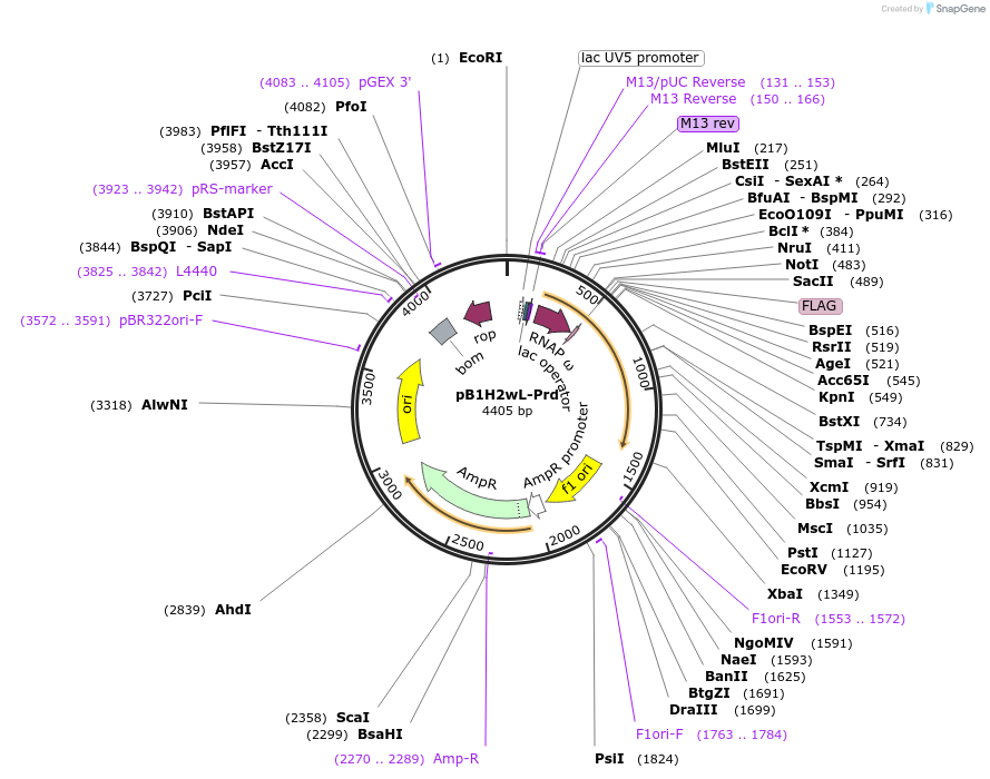 18040-plasmid-map-sequence-id-8781