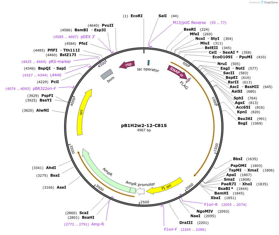18042-plasmid-map-sequence-id-8783