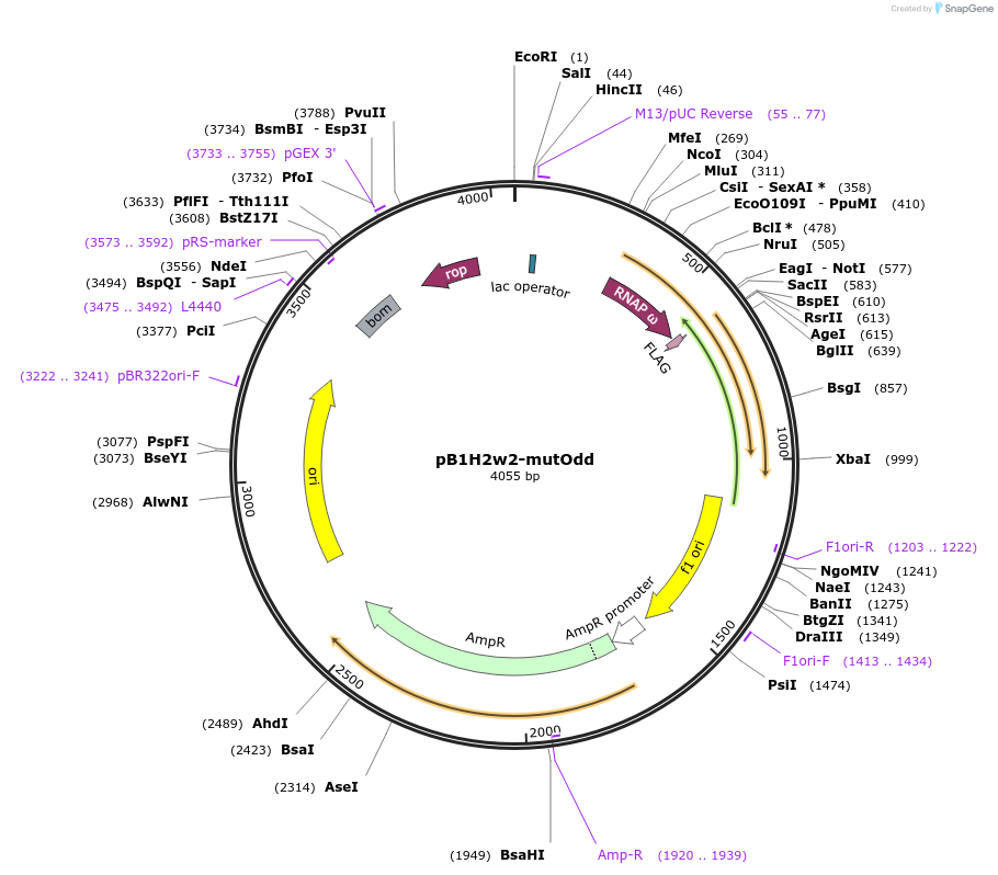 18044-plasmid-map-sequence-id-8785