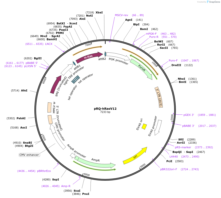 18113-plasmid-map-sequence-id-8797