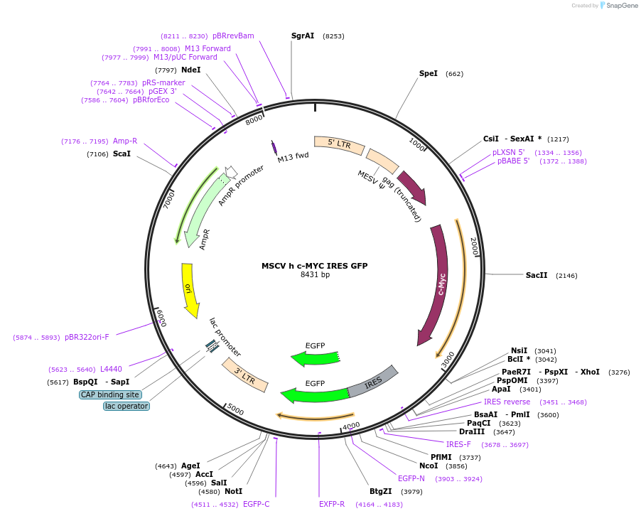 18119-plasmid-map-sequence-id-8798