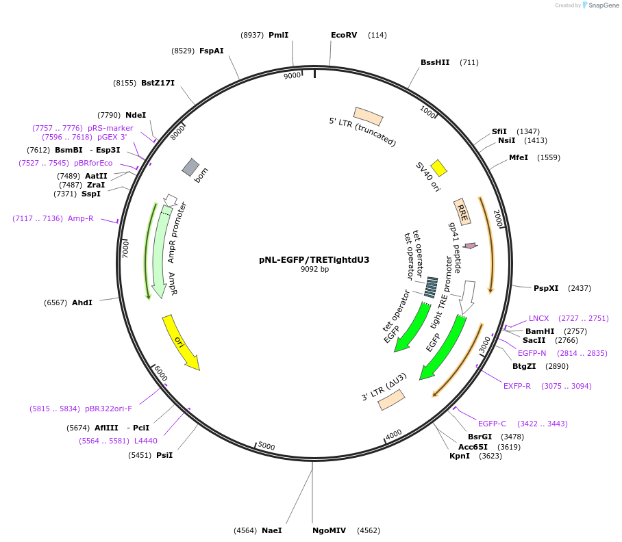 18660-plasmid-map-sequence-id-8805