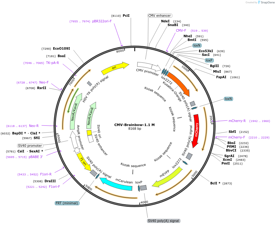 18722-plasmid-map-sequence-id-8841