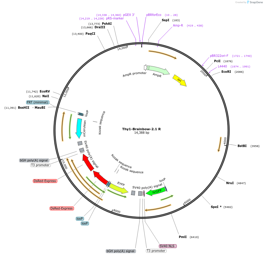 18727-plasmid-map-sequence-id-8847