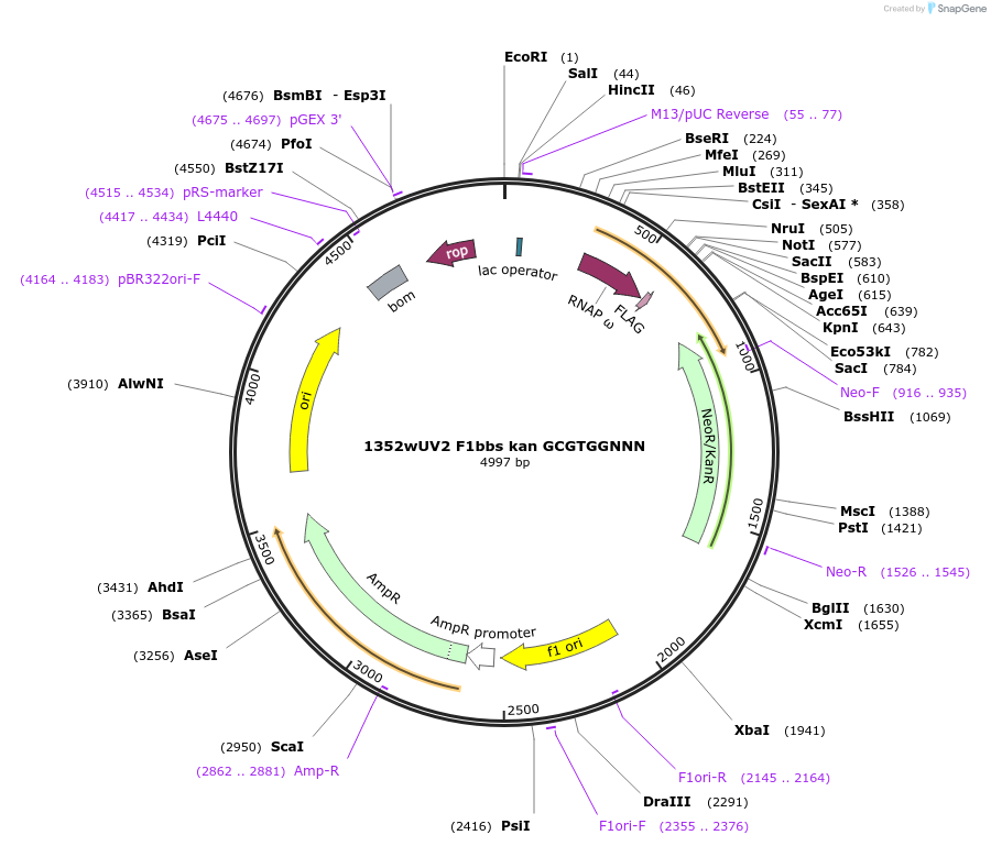 18753-plasmid-map-sequence-id-8849