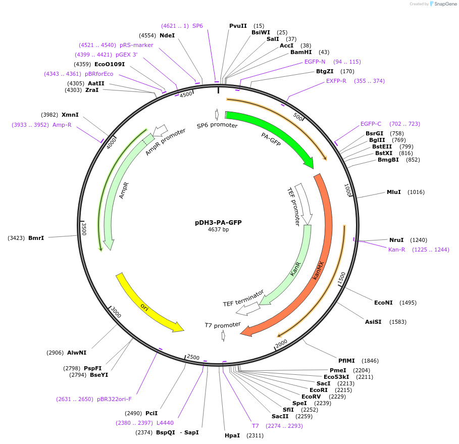 18819-plasmid-map-sequence-id-8860