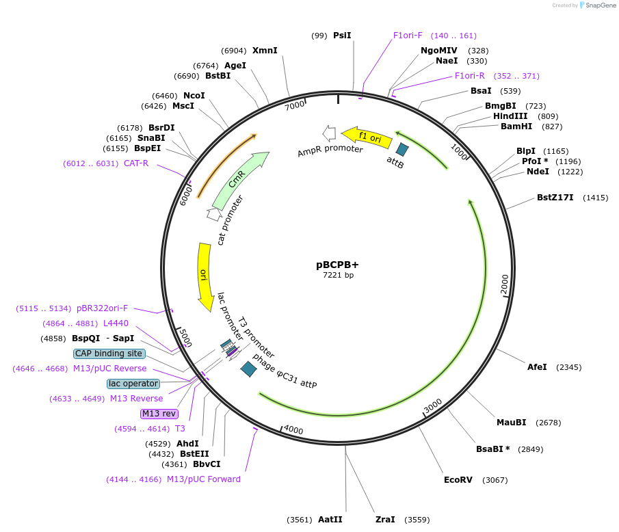 18940-plasmid-map-sequence-id-8893