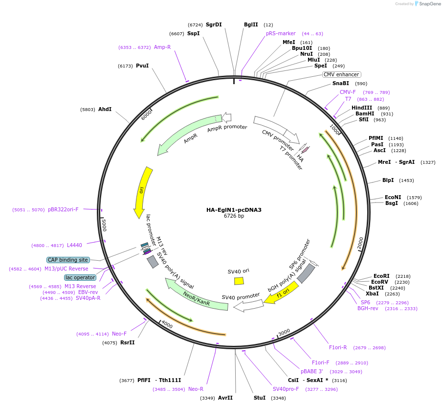 18963-plasmid-map-sequence-id-8908