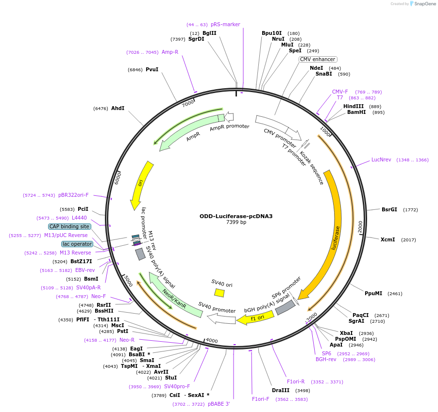 18965-plasmid-map-sequence-id-8910
