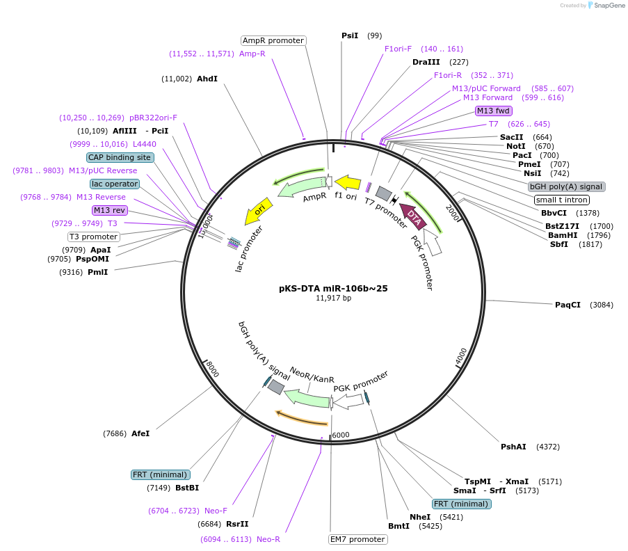 19030-plasmid-map-sequence-id-8921