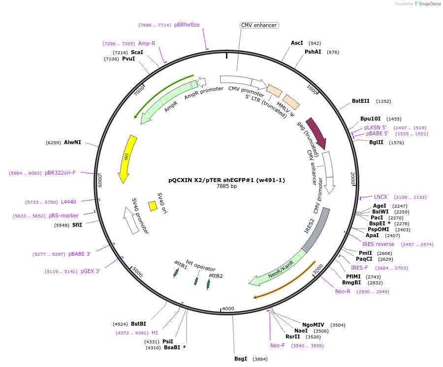 19167-plasmid-map-sequence-id-8935