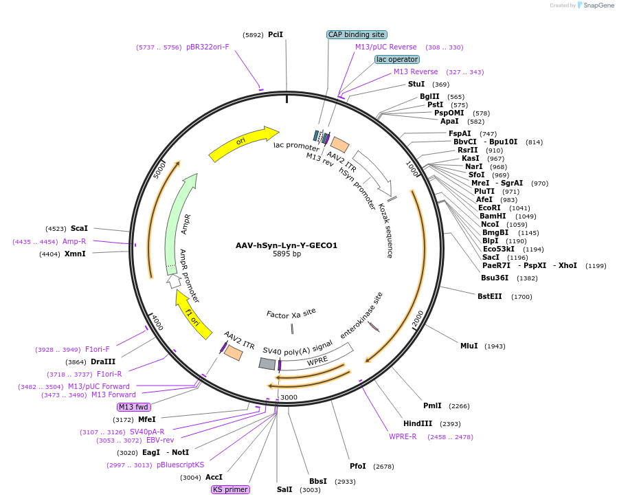 58200-plasmid-map-sequence-id-89440