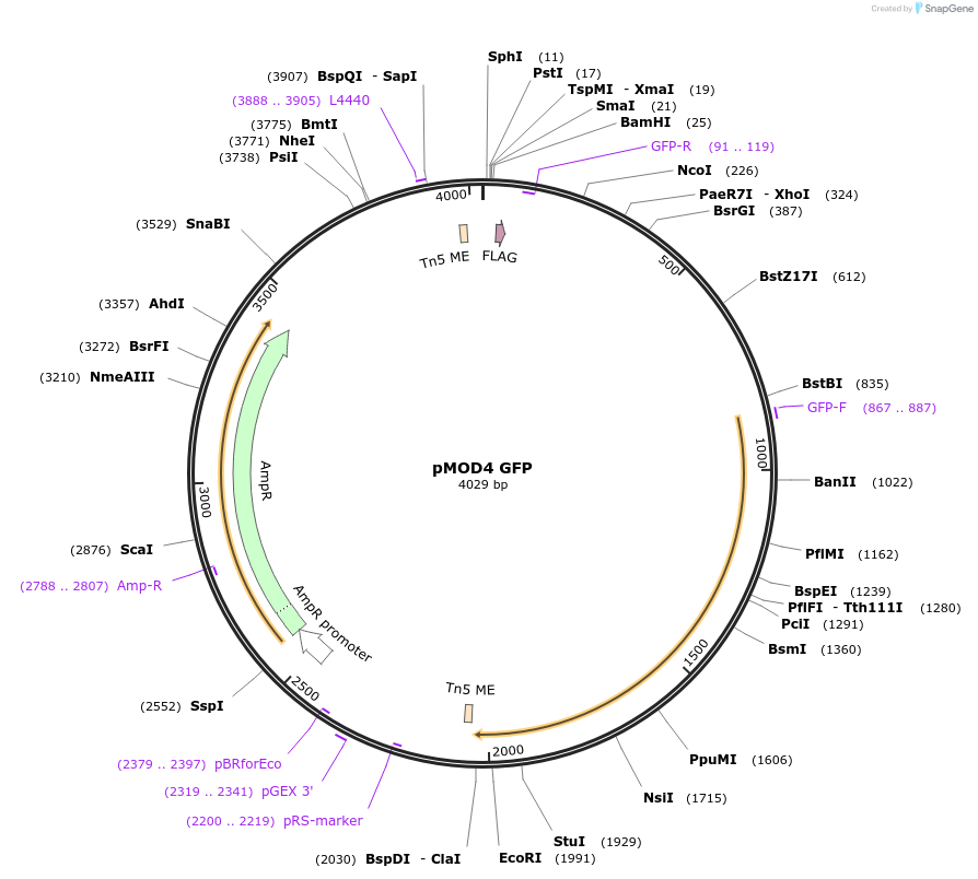 19181-plasmid-map-sequence-id-8947