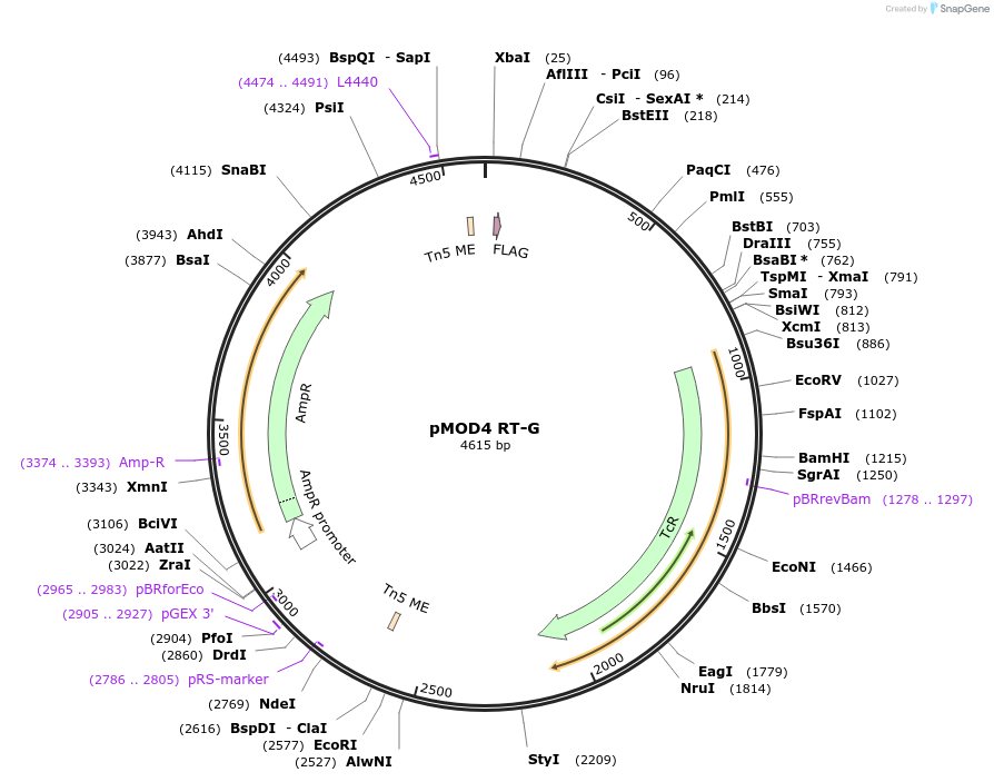 19184-plasmid-map-sequence-id-8950