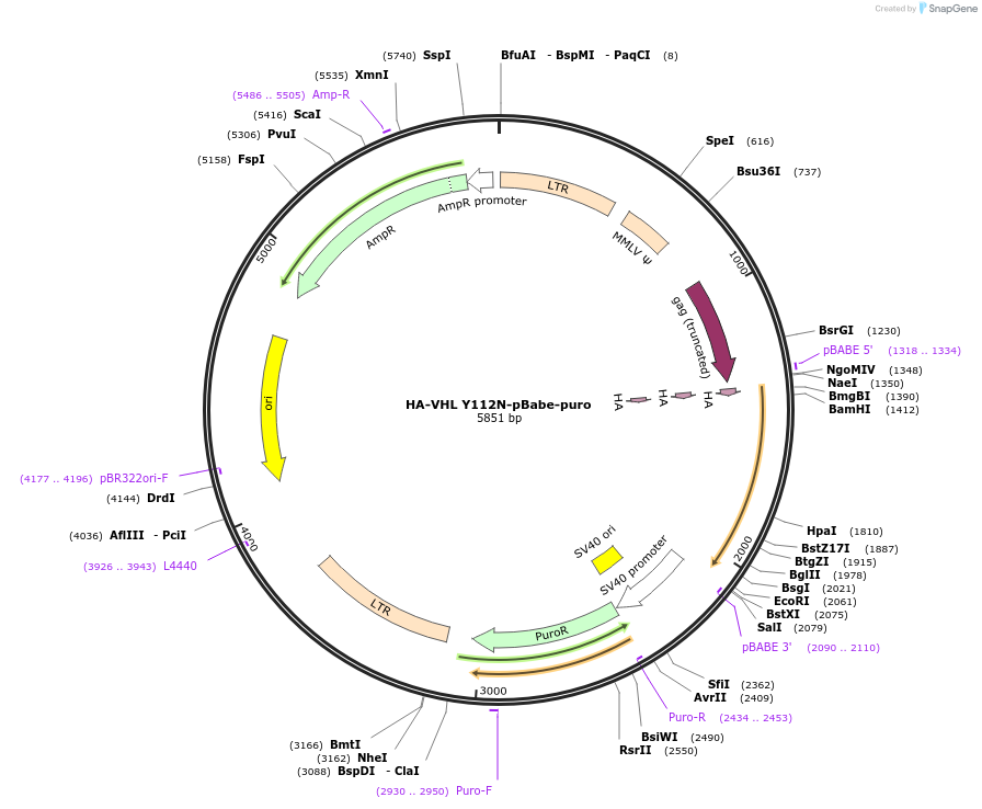 19238-plasmid-map-sequence-id-8956