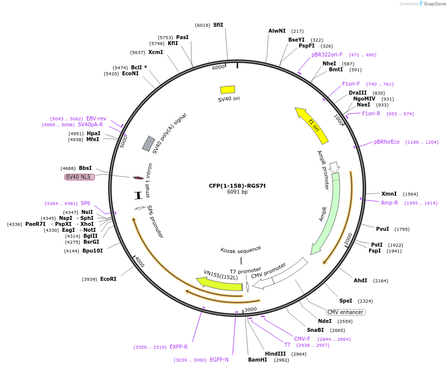 55761-plasmid-map-sequence-id-89566