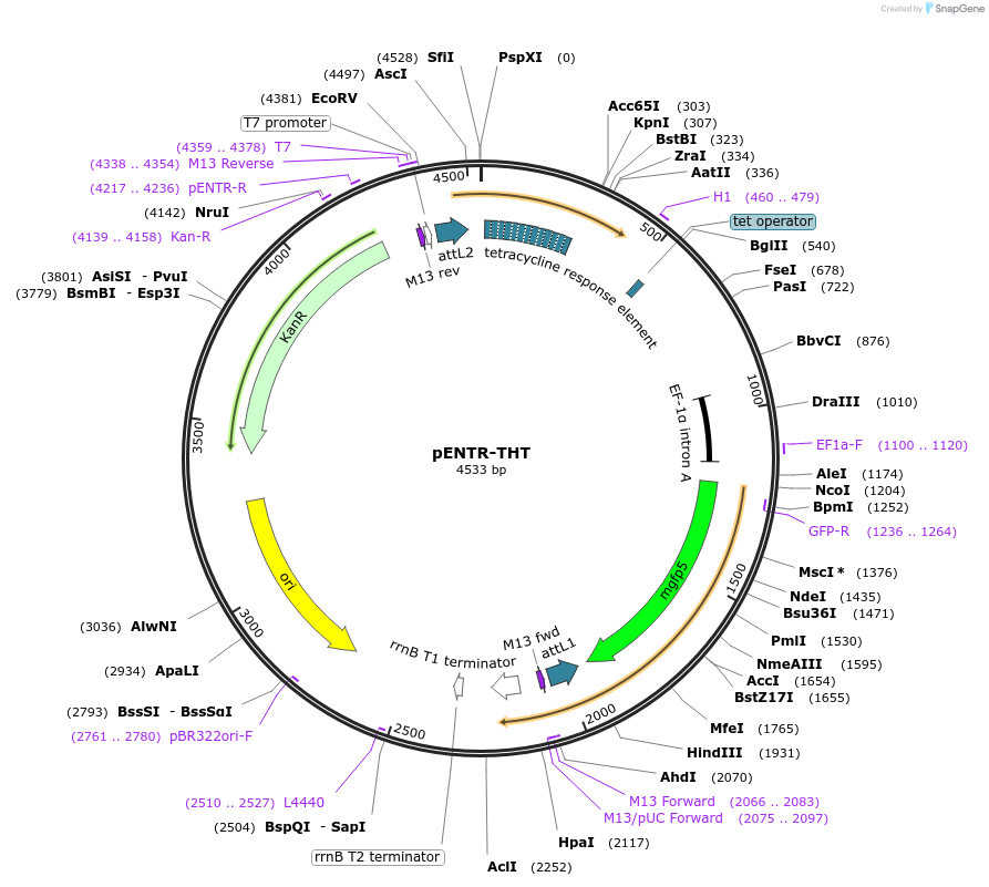 55790-plasmid-map-sequence-id-89572