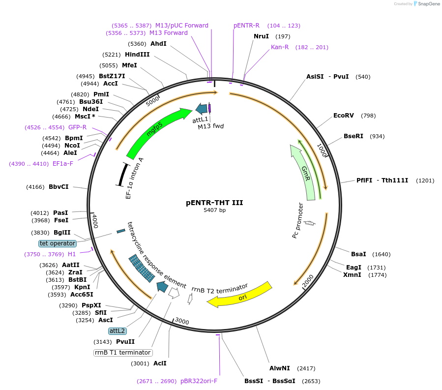 55791-plasmid-map-sequence-id-89573