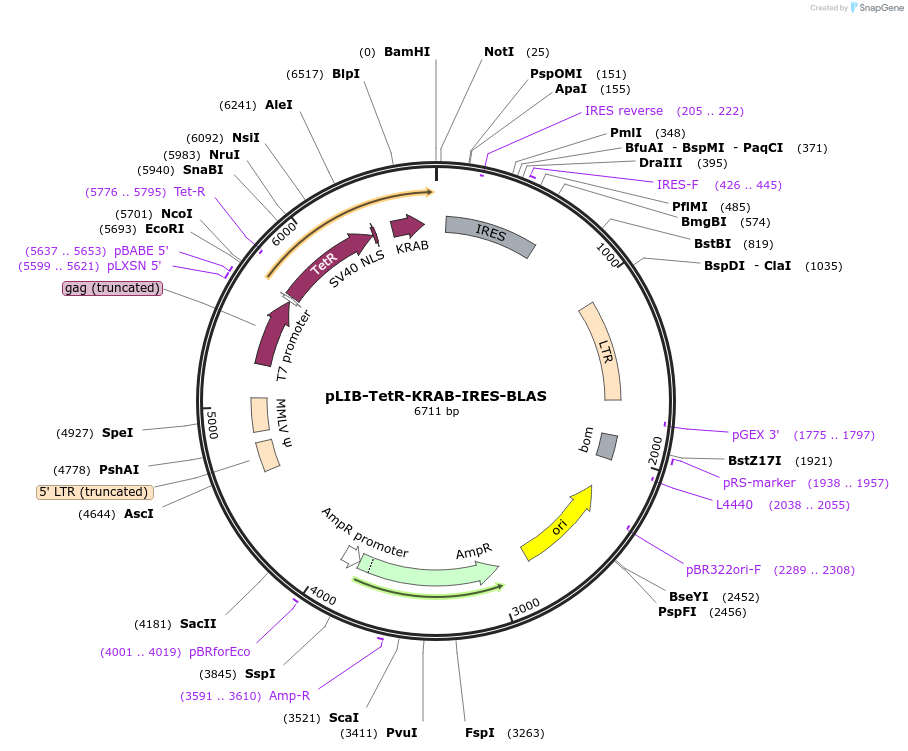 55820-plasmid-map-sequence-id-89574